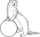 Otter coloring page
