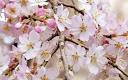 http://i.telegraph.co.uk/multimedia/archive/01601/blossomJapan2_1601124c.jpg