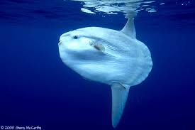sunfish