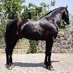Andalusian horse - Wikipedia, the free encyclopedia