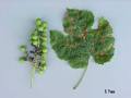 Black Rot - Grape Diseases - Image Library
