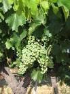 Tablas Creek Vineyard Blog: July Vineyard Photo Album