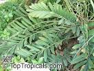 Zamia pumila, Florida Arrowroot, Coontie Palm - TopTropicals.