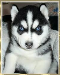 A Husky My Dream Dog