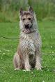 Belgian Shepherd Dog (Laekenois) - Wikipedia, the free encyclopedia