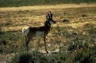 Pronghorn antelope male in breeding plumage public domain image picture in - via Daymix