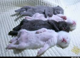 Résultat de recherche d'images pour "des chatons"