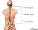 Posterior spinal anatomy