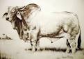 http://www.brahman.org/Photos/Brahman-Information/Brahman-Standard-Bull.jpg
