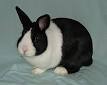 Dutch rabbit - Wikipedia, the free encyclopedia