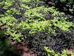 Scientific: <b>Ipomoea batatas</b>