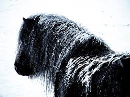 Shetland pony in the snow\u0026quot; by Frances Taylor | Redbubble - flat,550x550,075,f