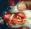 Feline Calicivirus Infection | VCA Animal Hospitals