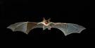 pipistrello pronunciation