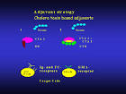 MucosalImmunolPix < Immunopathogenesis < TWiki
