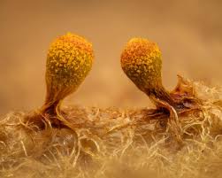 Attēlu rezultāti vaicājumam “Craterium aureum stalked”