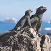 Galapagos Cruises and Galapagos Tours | The Galapagos Islands