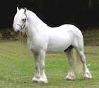 Big Sky Gypsy, Gypsy Horse, Gypsy Vanner, Gypsy Cob, Irish Cob ...