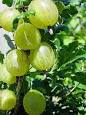 Gooseberry - Wikipedia, the free encyclopedia