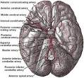 basilar
