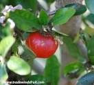 Acerola, Barbados Cherry - Malpighia glabra, M. punicifolia
