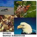 amazing pictures of animals