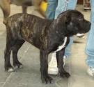 Italian breeds of dogs: Courser - CORSO dog