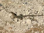 gecko lizard (gecko - via Daymix