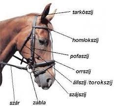 Kantár
