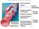 Blood Vessels