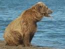bears being funny