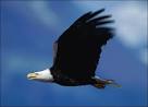Eagles Image Bald Eagle : Facts, Pictures, Video : Animal Planet Picture 3