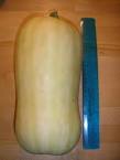 Avalon squash huuuuuge