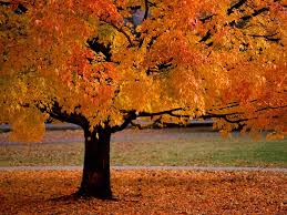beauty-beautiful-105