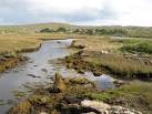 of the mullet", which is presumably because the fish are well-known for - via Daymix