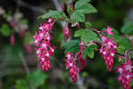 <b>Ribes</b> sanguineum.jpg