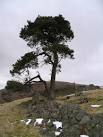 Scots pine, Crow Wood. Most of the "Wood" seems to be long gone, - via Daymix