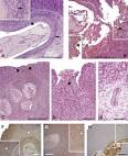 naturally <b>infected horses</b> www.sciencedirect.com