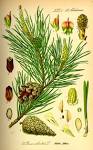 File:Illustration <b>Pinus</b>