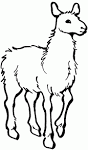 Llama coloring page