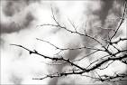 daily dose of imagery] frozen branches