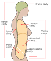 Body cavity - Wikipedia, the free encyclopedia