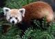 Missing red panda from National Zoo found in DC