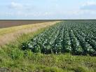 TF4246 : Raw material for coleslaw. near to Leverton Lucasgate, Lincolnshire - via Daymix