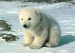 Polar Bear Pictures - Cute Polar Bear Cub Sitting on Snow