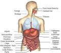 picture of Aprender anatom a del sistema digestivo Cuerpo humano para infantil images wallpaper