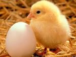 Chicken Animal Wildlife