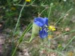 <b>Commelina</b> dianthifolia, photo