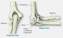 Anatomy of the Elbow - The Southern California Orthopedic Institute