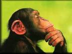 Language Log: Talking Chimp